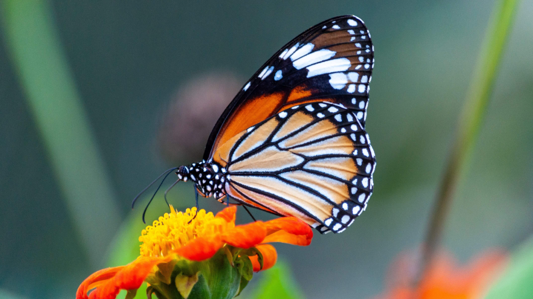 closeup shot beautiful butterfly with interesting textures orange petaled flower min min min